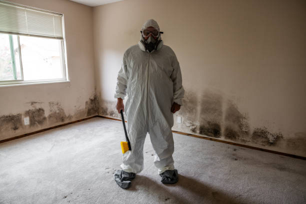 Best Industrial Mold Remediation  in Brighton, IL